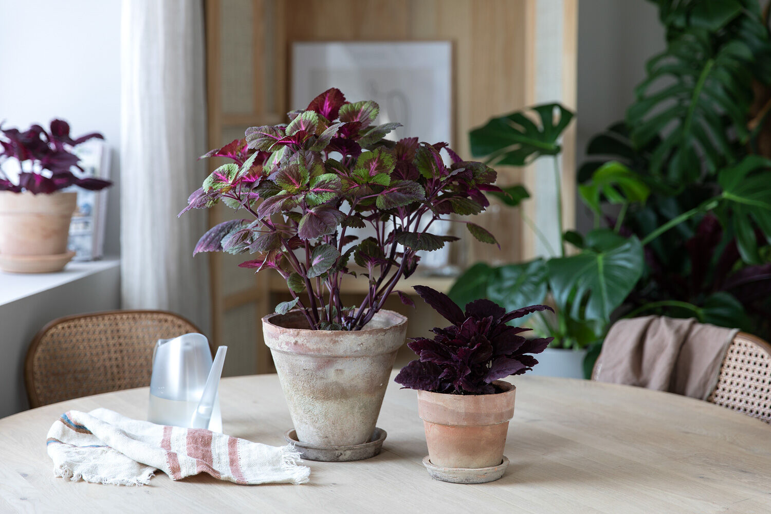 Coleus China Rose Coleus China Rose